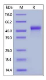 SDS-PAGE (LGALS9-445H).jpg
